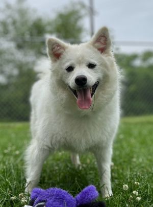 Sonam, Adult Male Pomeranian