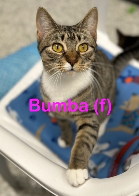 Bumba Kitten detail page
