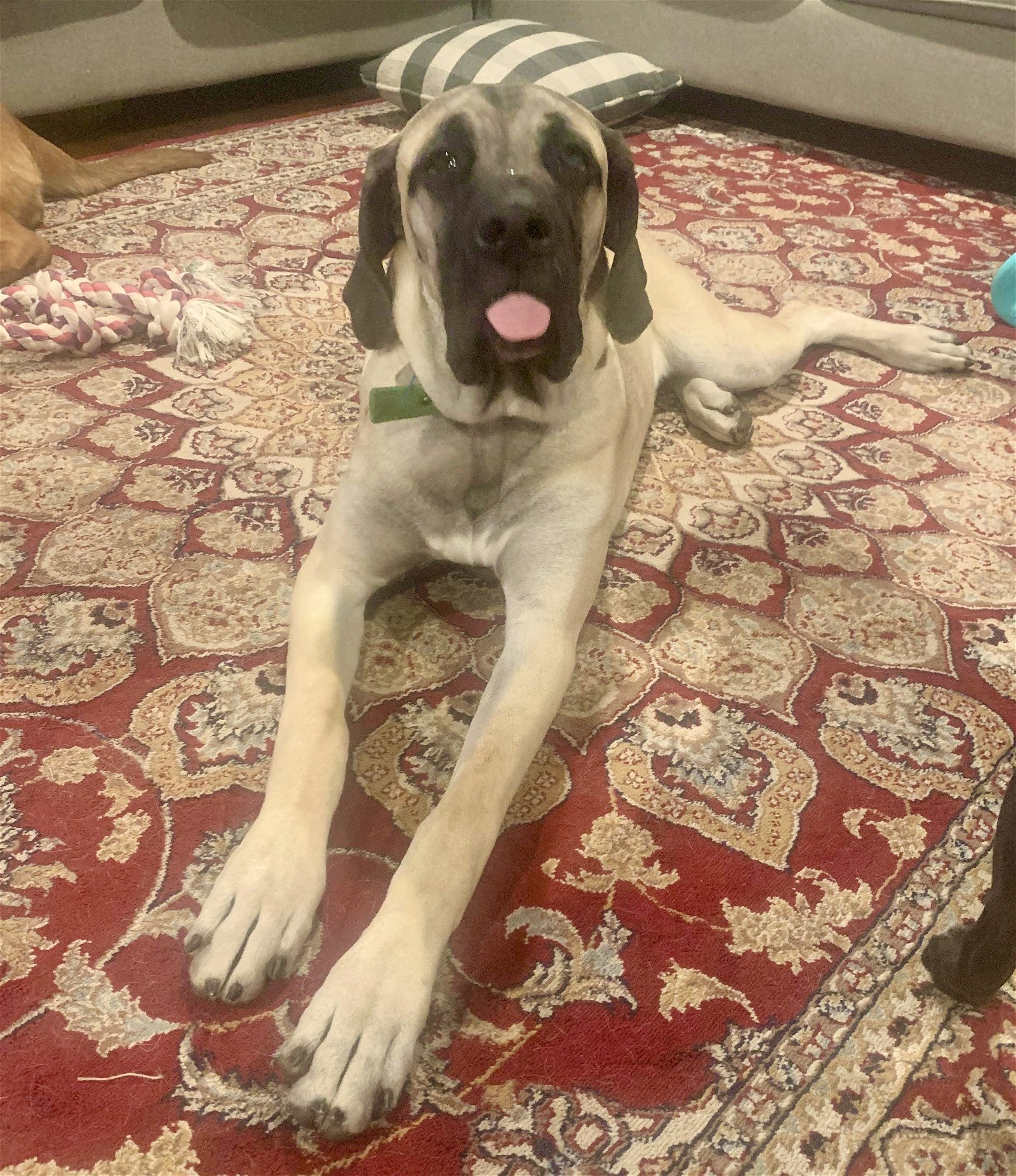 Dog for adoption Rocky a Great Dane Cane Corso Mix in