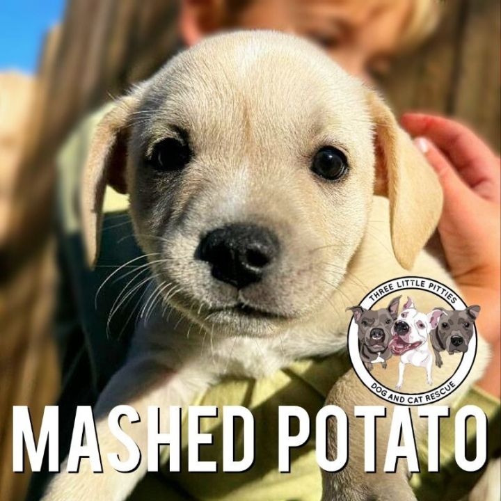 Mash hotsell potato dog