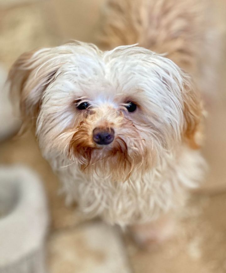 Petfinder morkie best sale