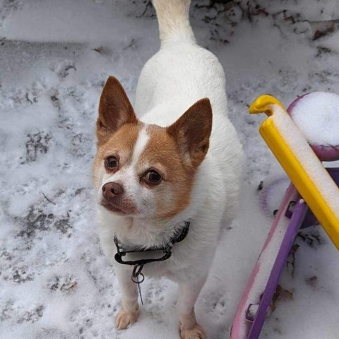 Sheldon, an adoptable Chihuahua, Pomeranian in Hudson, IL, 61748 | Photo Image 2