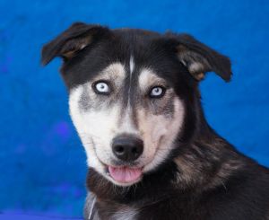 A5601516 Cameo is a SiberianGerman Shepherd puppy with piercing blue eyes and a sweet affectionat