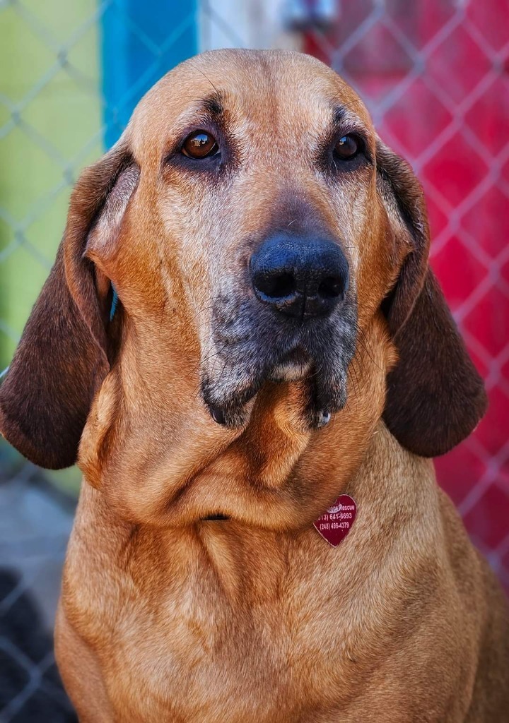 Ellie, an adoptable Bloodhound in Warren, MI, 48089 | Photo Image 1