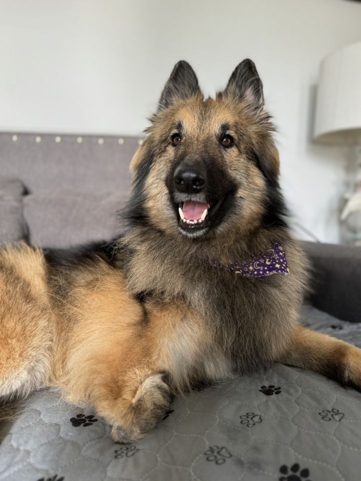 Belgian tervuren best sale german shepherd mix