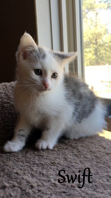 Swift, an adoptable Domestic Short Hair in Hoover , AL, 35226 | Photo Image 2