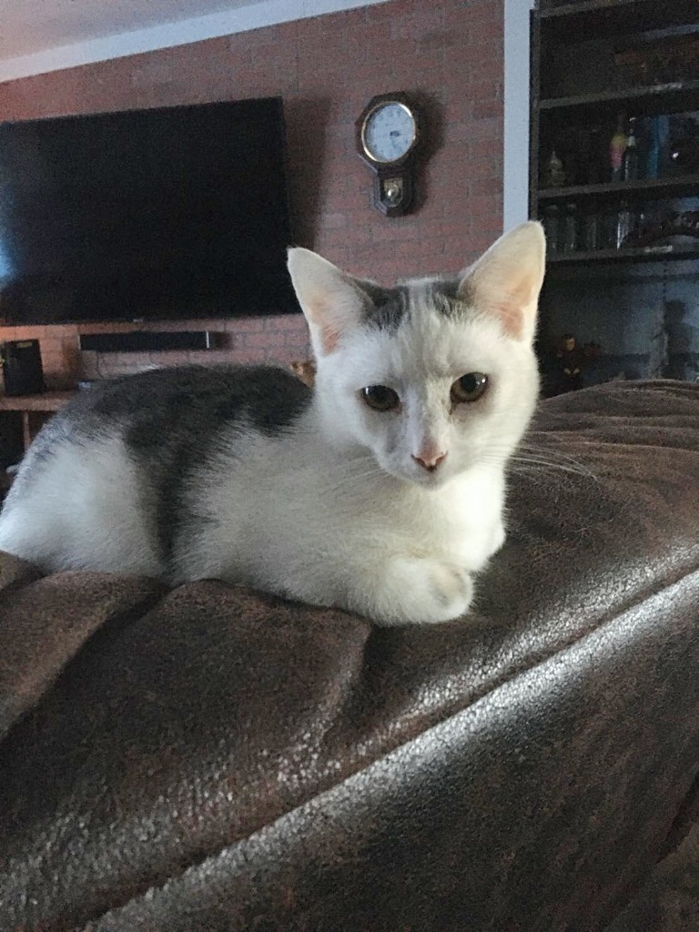 Swift, an adoptable Domestic Short Hair in Hoover , AL, 35226 | Photo Image 3