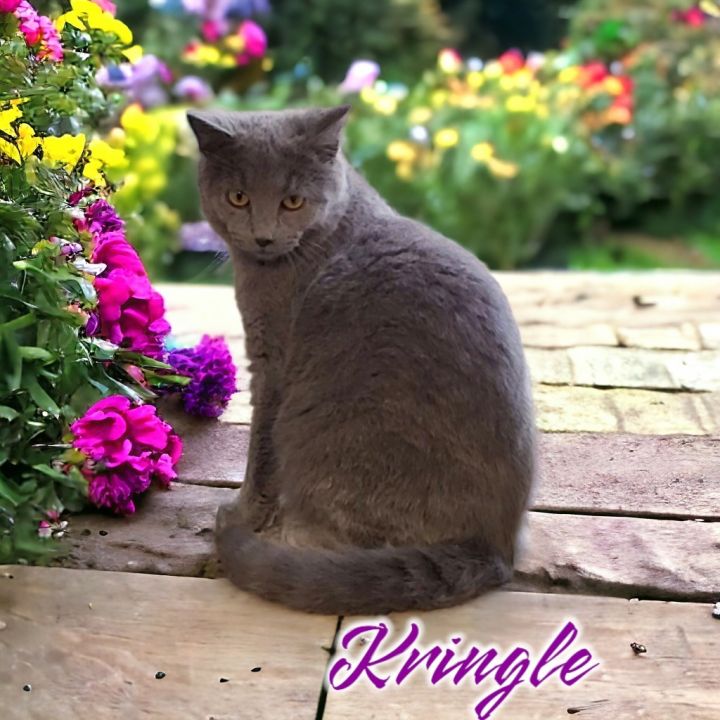 Kringle 1