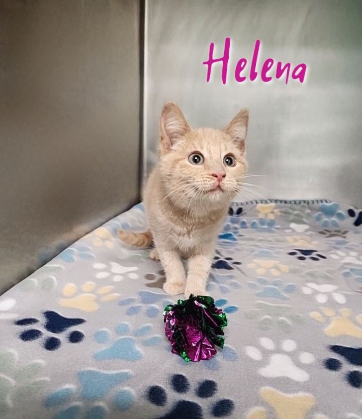 Helena 3