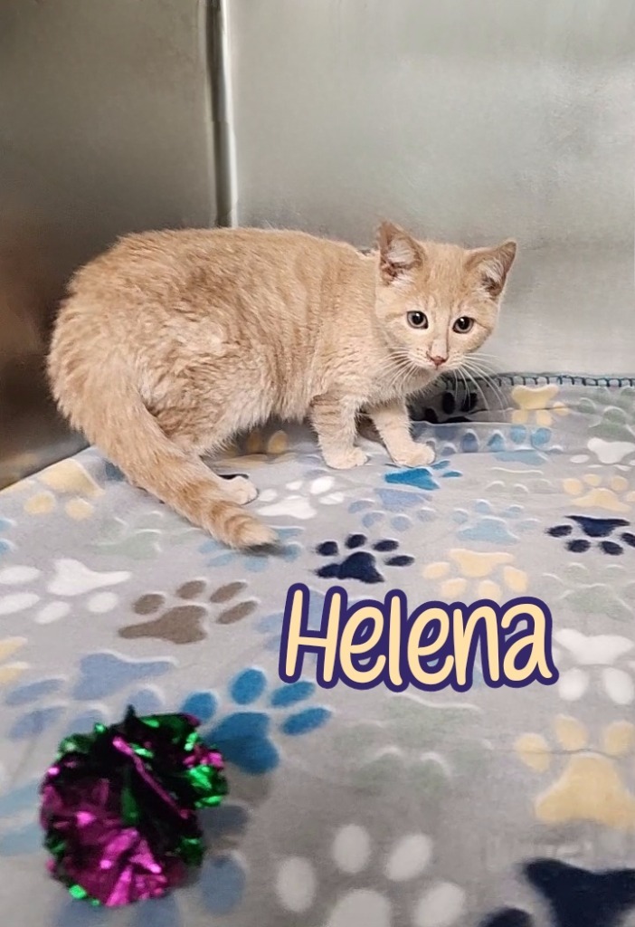 Helena 4