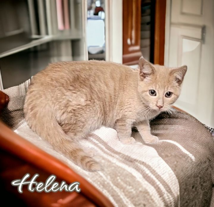 Helena 5