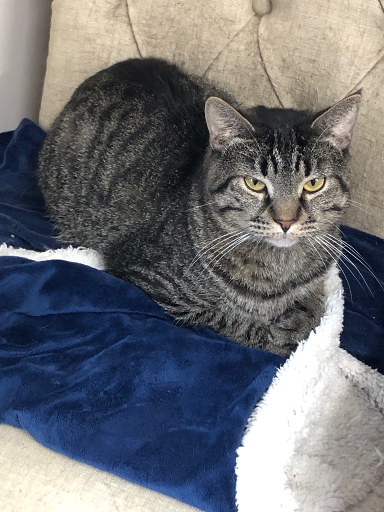 Brink, an adoptable Domestic Short Hair in Plattsburgh, NY, 12901 | Photo Image 1