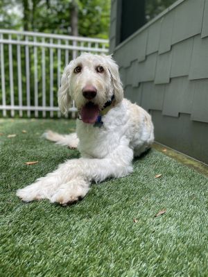 Doria is a young 1-2 year old 52 lb PoodleRetriever mix who is looking for a patient loving for