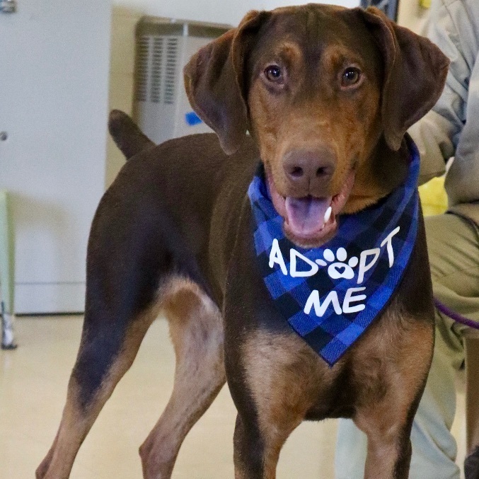 Dog for adoption FALCON Paws Behind Bars Prison Dog Training