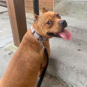 Twitch, Adult Female Mixed Breed