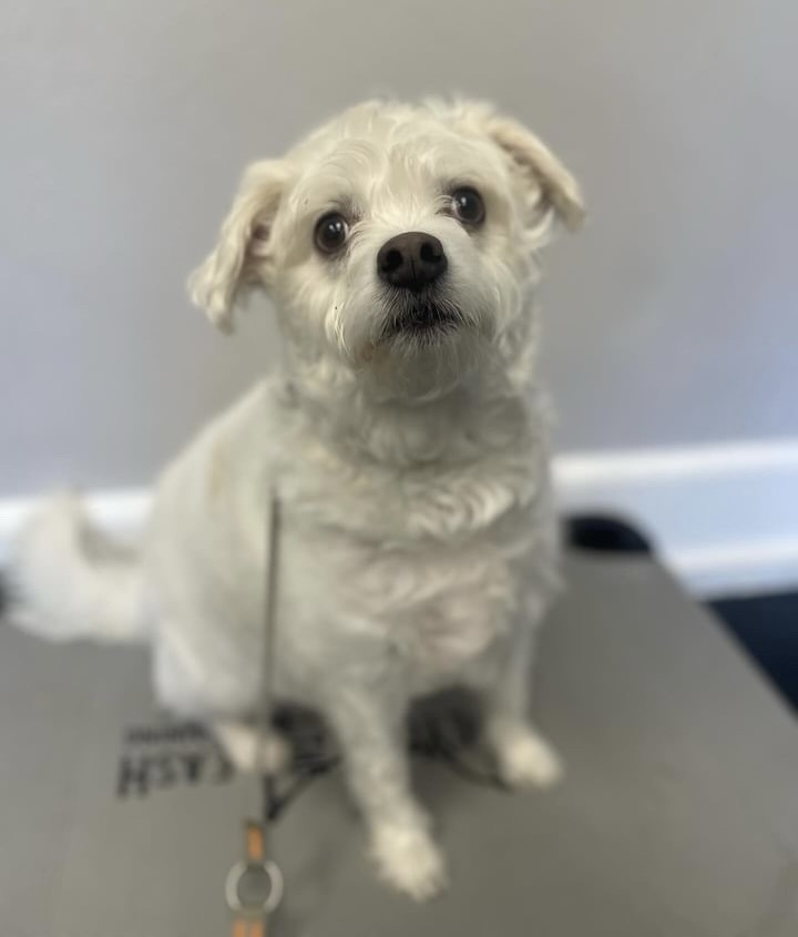 Bichon clearance terrier mix