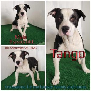 Tango