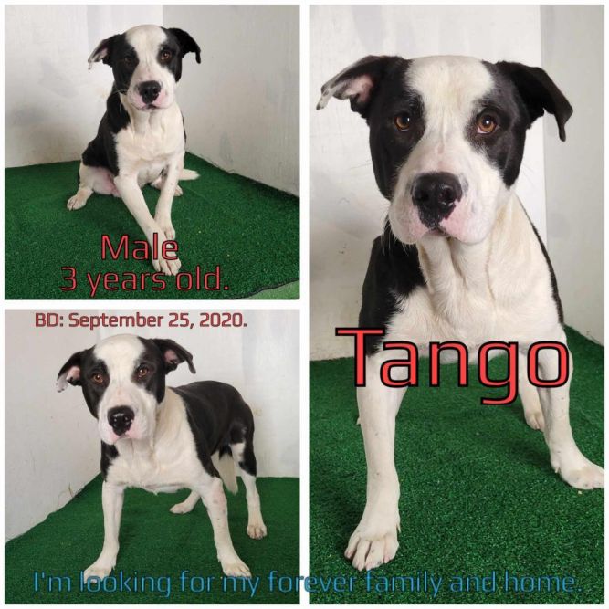 Tango