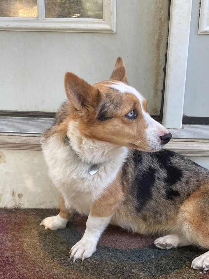 Adult corgi hot sale for adoption