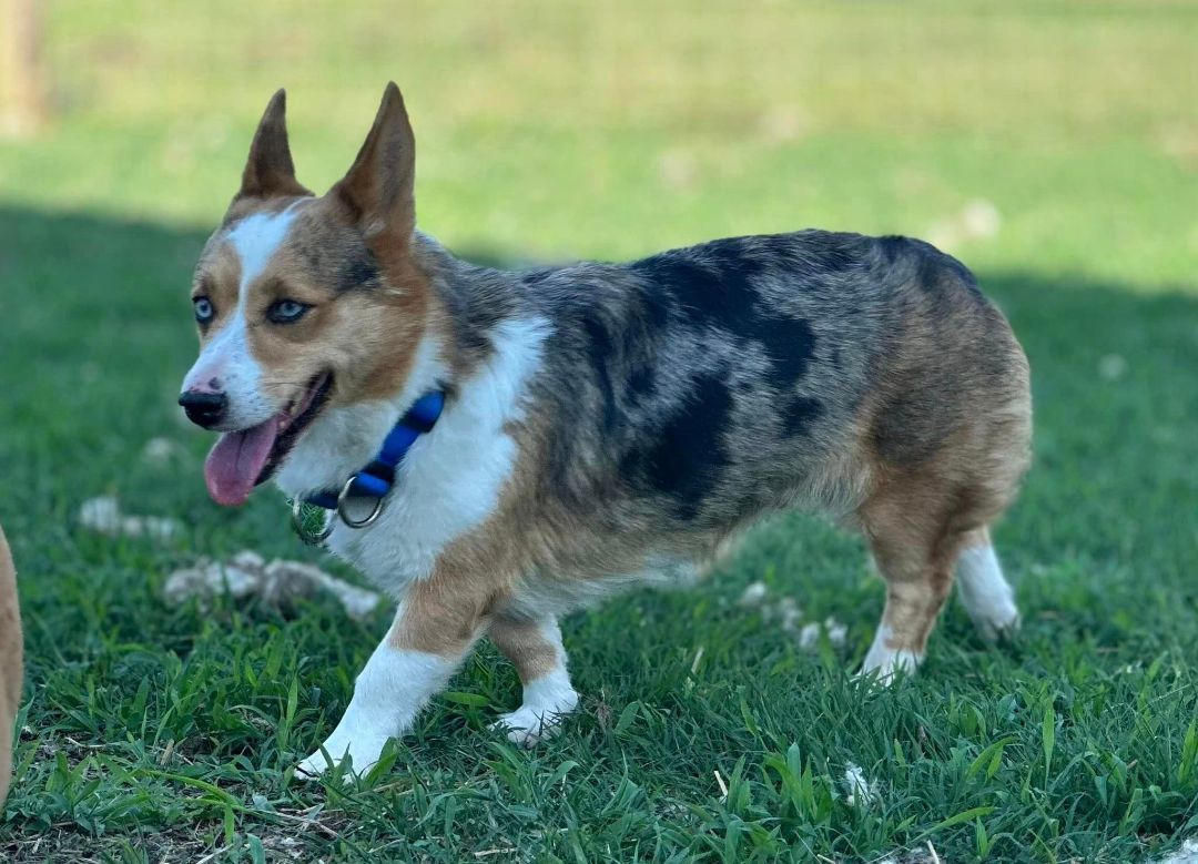 Pembroke welsh outlet corgi blue merle