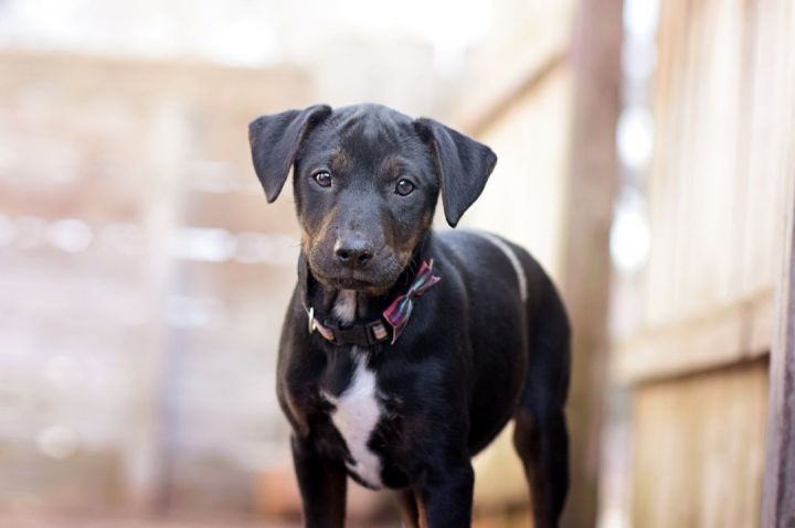 Rat terrier lab mix hot sale puppy