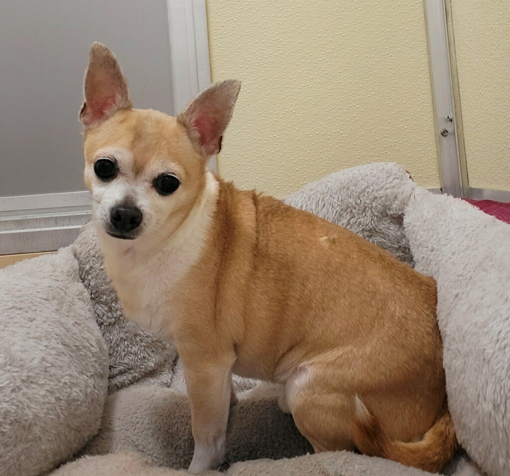 Dog for adoption Peewee a Chihuahua in Pawleys Island SC