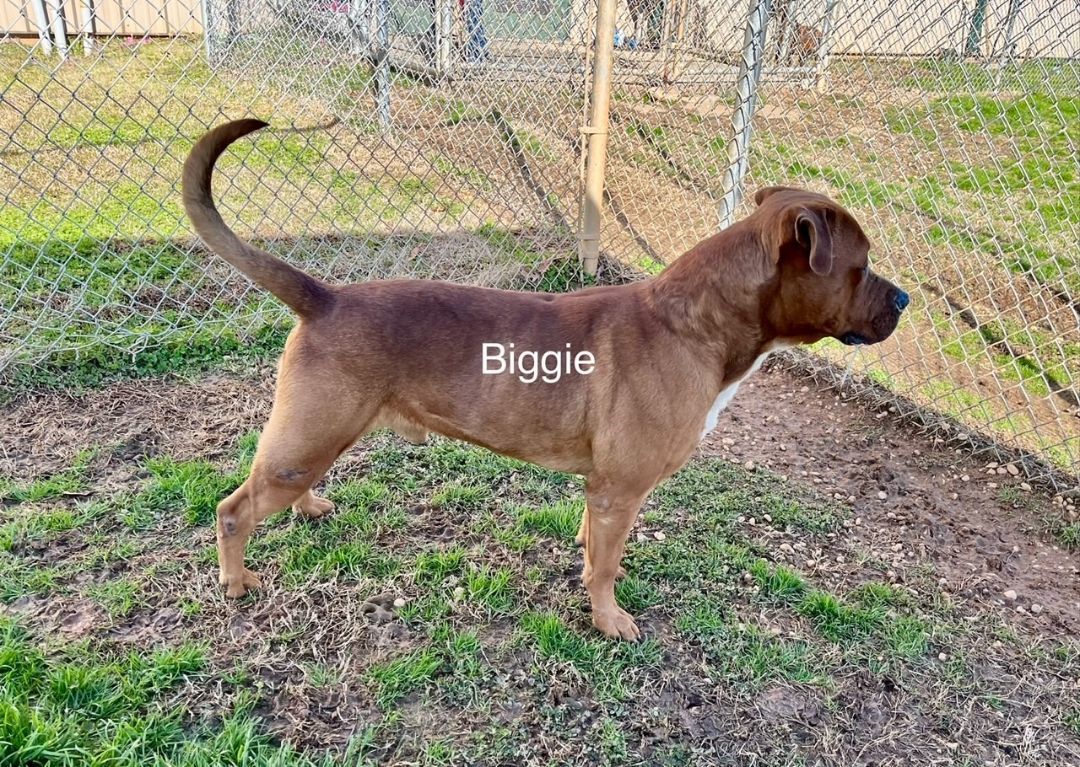 Biggy