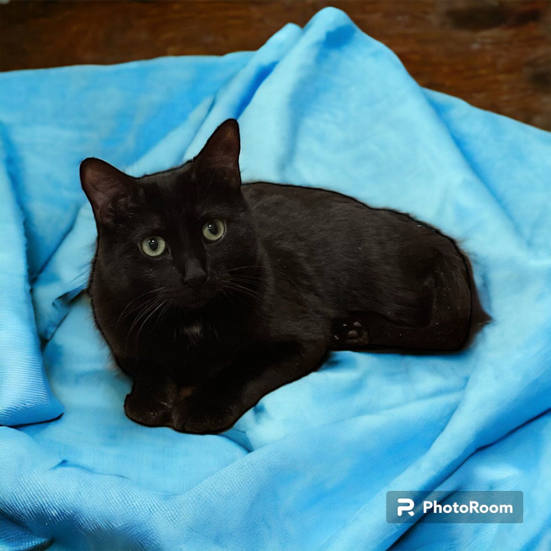 Paulina, an adoptable Domestic Short Hair in Aurora, CO, 80012 | Photo Image 1