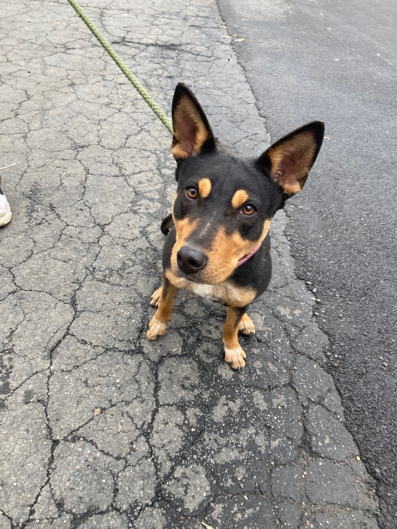 Doberman australian best sale cattle dog mix