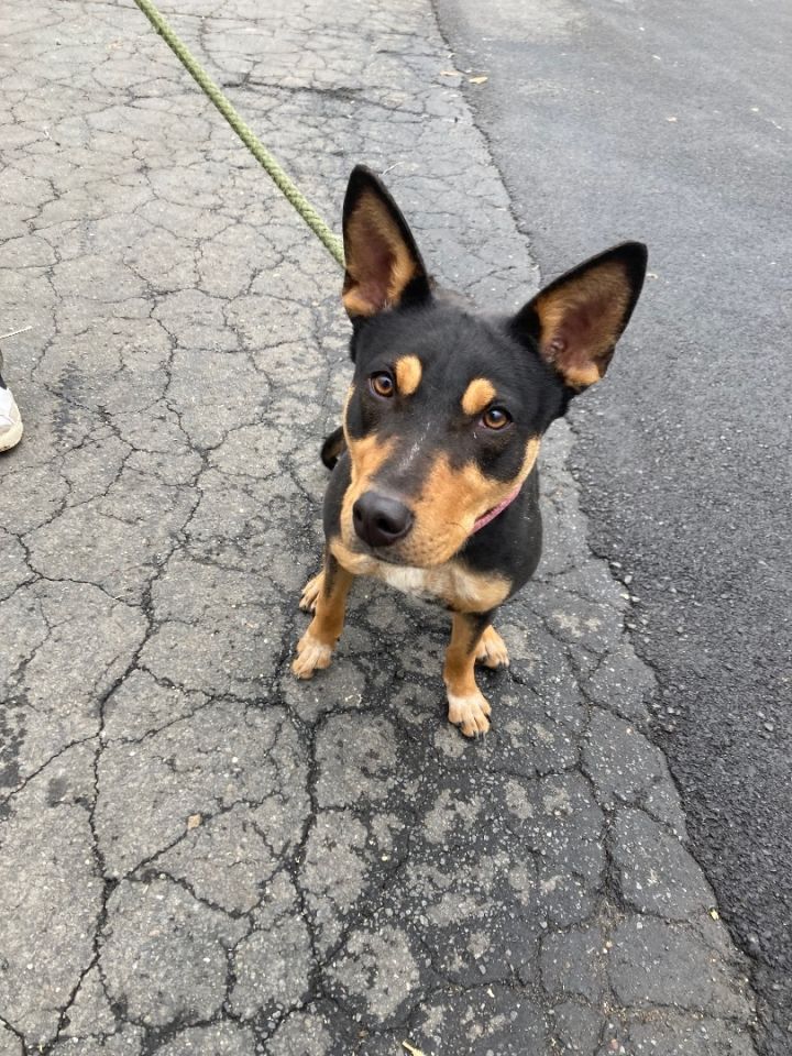 Blue heeler best sale miniature pinscher mix