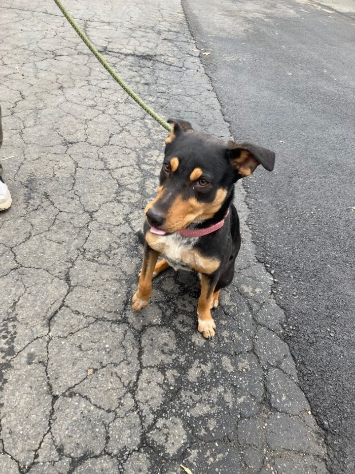 Dog for adoption - Maya, an Australian Cattle Dog / Blue Heeler ...