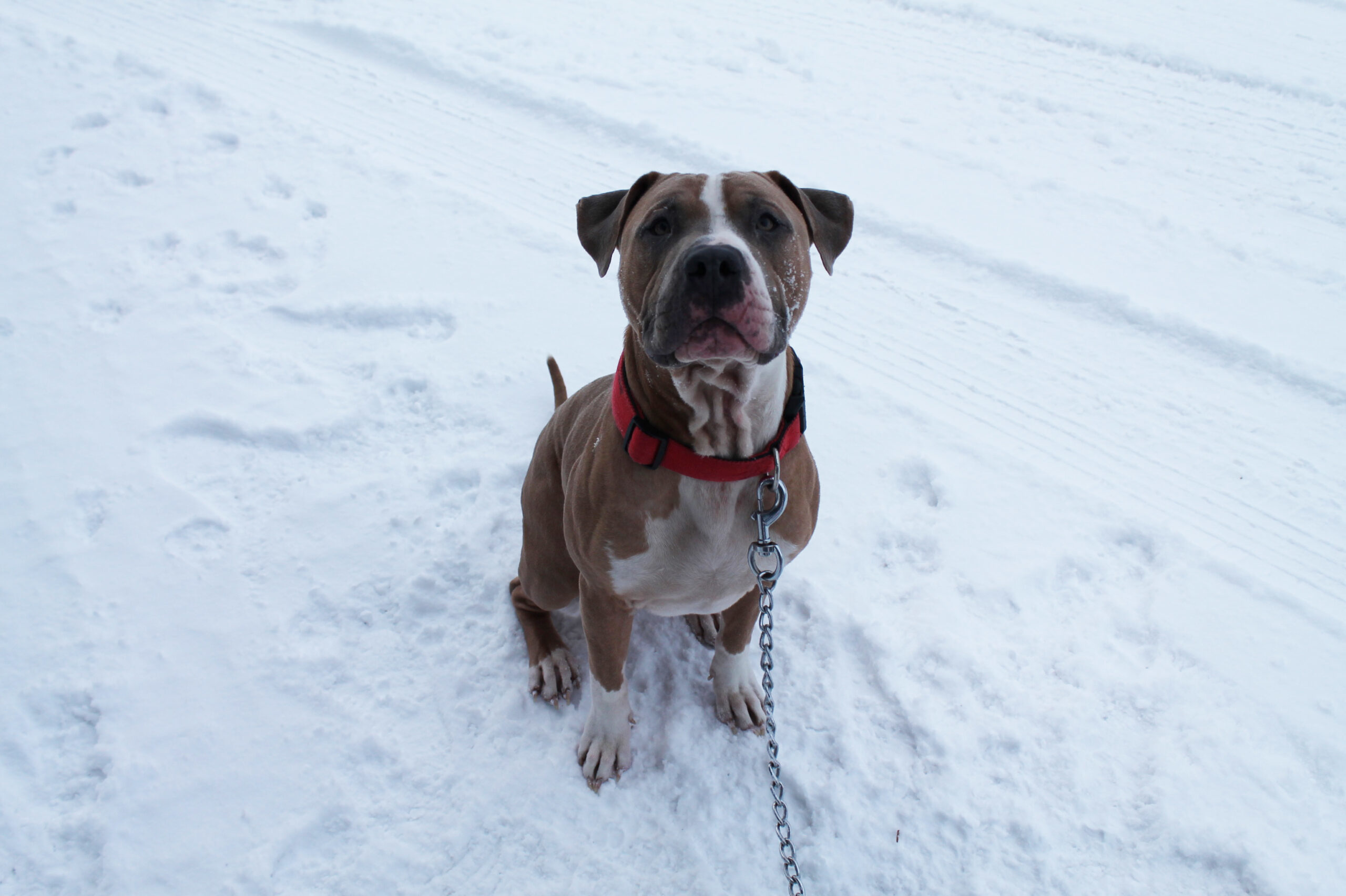 Angus, an adoptable Pit Bull Terrier in McCall, ID, 83638 | Photo Image 1