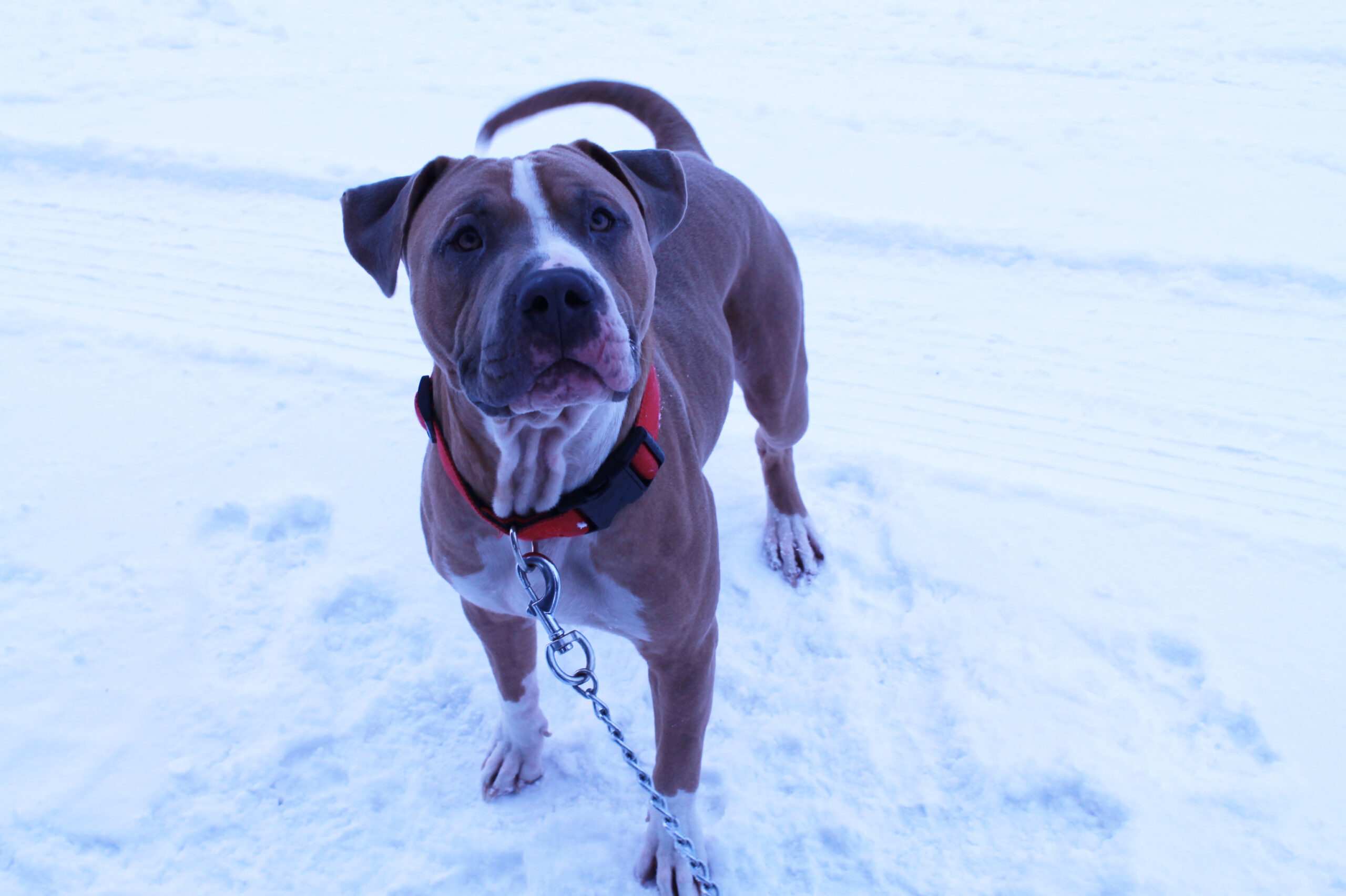 Angus, an adoptable Pit Bull Terrier in McCall, ID, 83638 | Photo Image 2