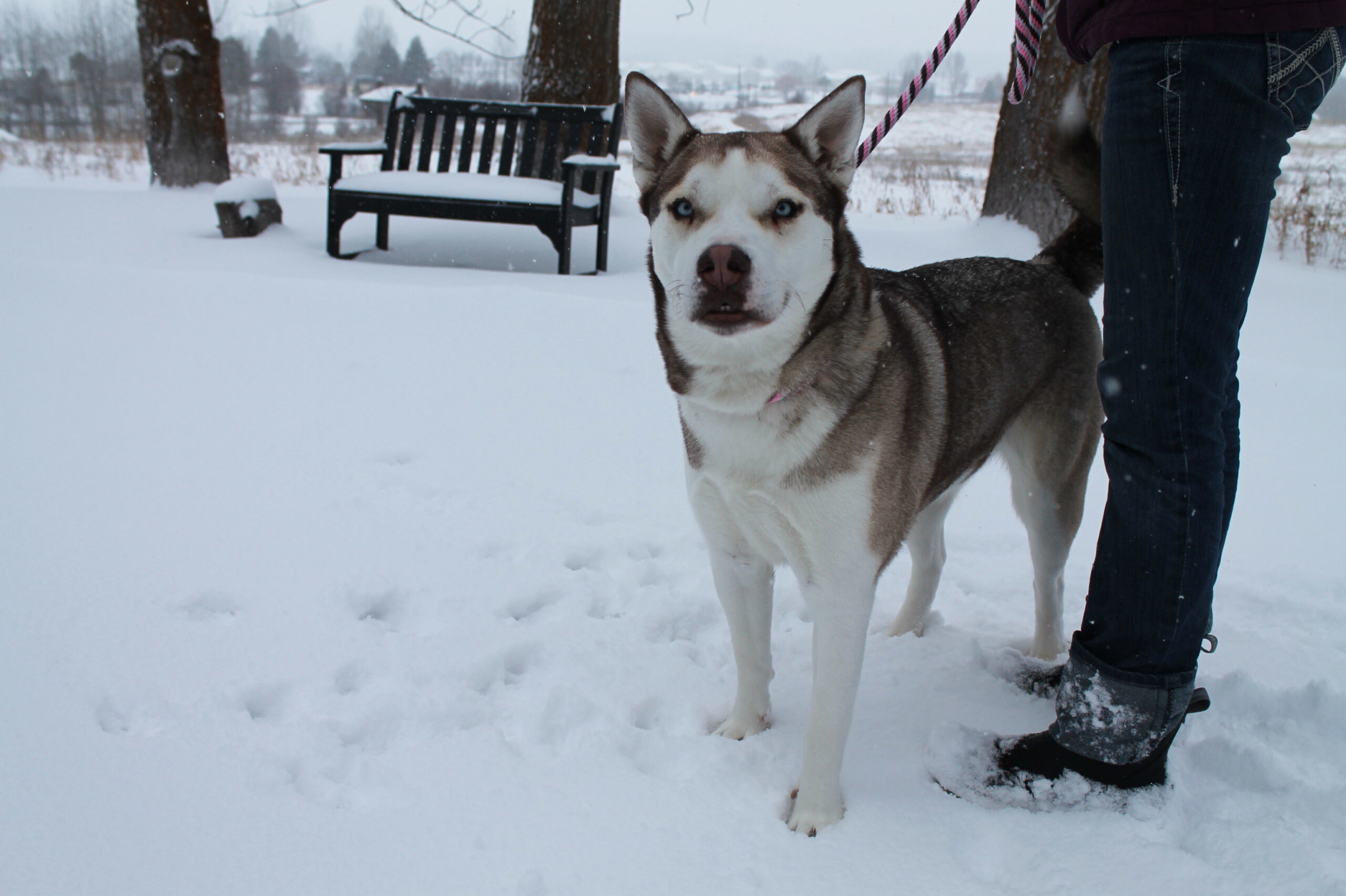 Zuri, an adoptable Husky in McCall, ID, 83638 | Photo Image 2