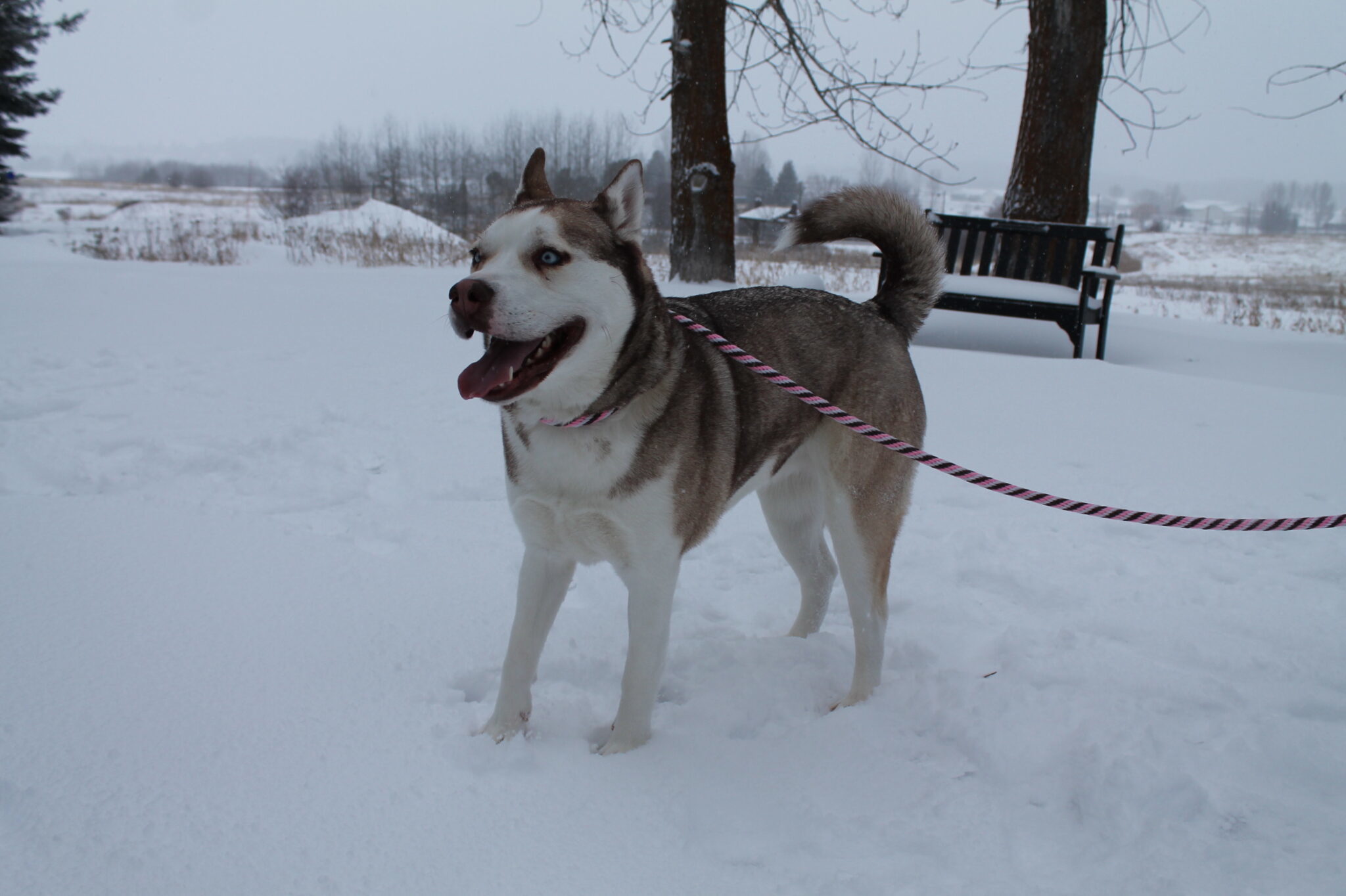 Zuri, an adoptable Husky in McCall, ID, 83638 | Photo Image 3