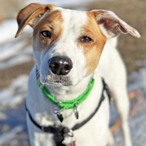 Melvin, an adoptable Mixed Breed in Hailey, ID, 83333 | Photo Image 1