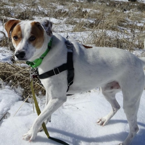 Melvin, an adoptable Mixed Breed in Hailey, ID, 83333 | Photo Image 3