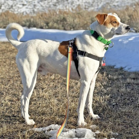 Melvin, an adoptable Mixed Breed in Hailey, ID, 83333 | Photo Image 4