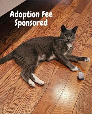 Molly, Adult Female Domestic Short Hair