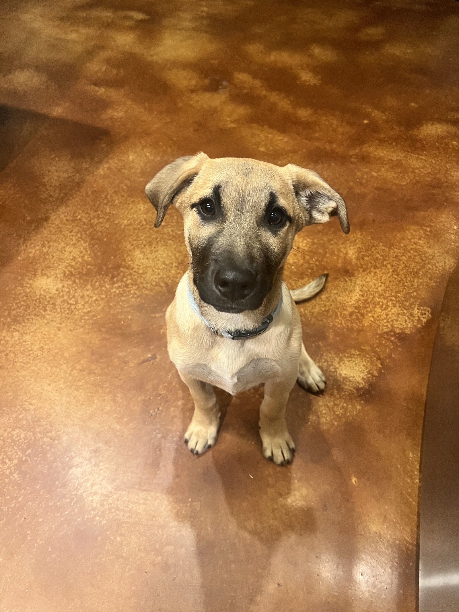Anatolian Shepherd Rescue Texas - qdcdv4g