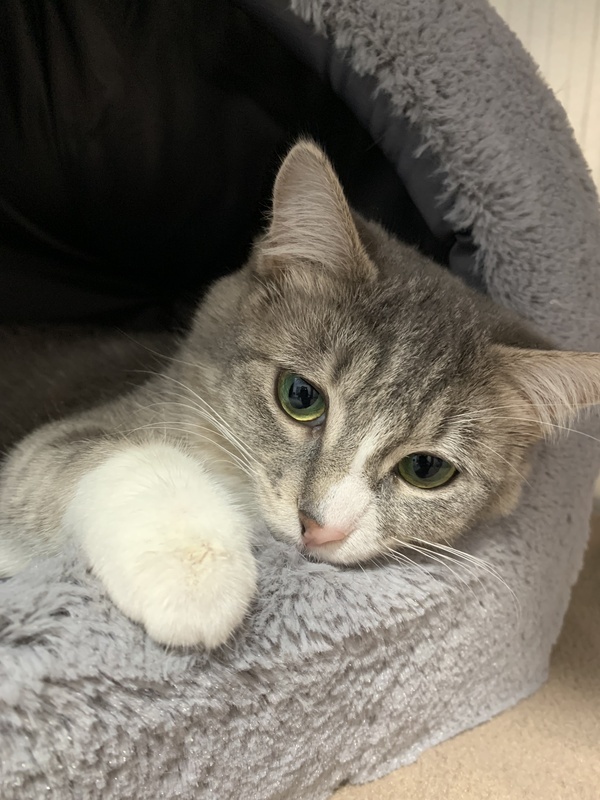 Cat for adoption Mononoke, a Domestic Short Hair Mix in Quesnel, BC