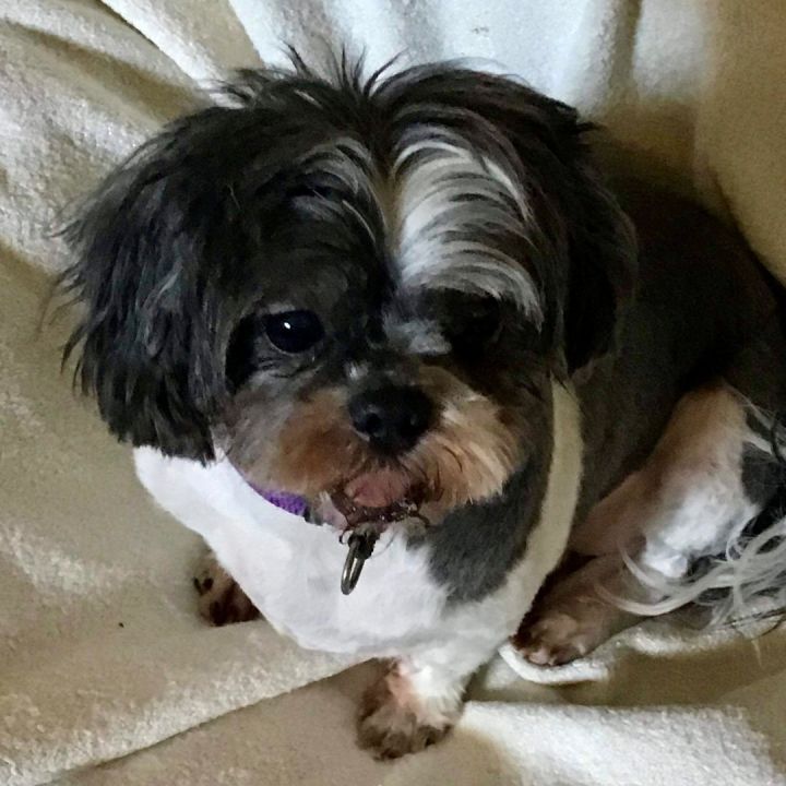 Mandy, an adopted Shih Tzu in Rochester, NY_image-1