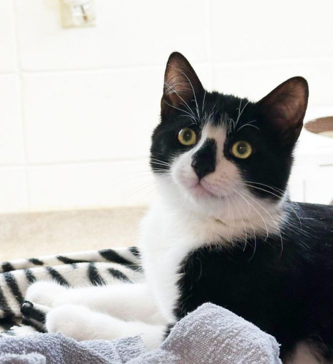 Cat for adoption Bundy a Domestic Short Hair Mix in Plover WI