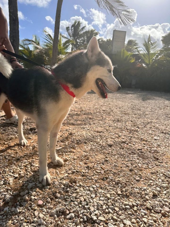Frank, an adoptable Husky in Loiza, PR_image-2
