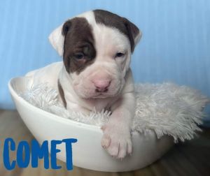 Gotti razor edge pitbull puppies outlet for sale near me