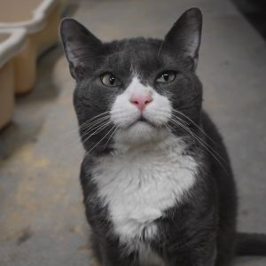 If you couldnt tell from his photos POPEYE is an adorably sweet playful and gentle-loving boy P
