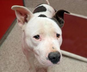 CAROL*, Adult Female Pit Bull Terrier