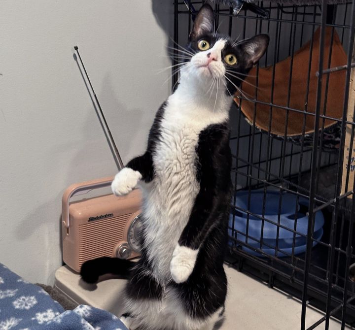 Freedom, an adoptable Domestic Short Hair & Tuxedo Mix in Springfield, OR_image-3