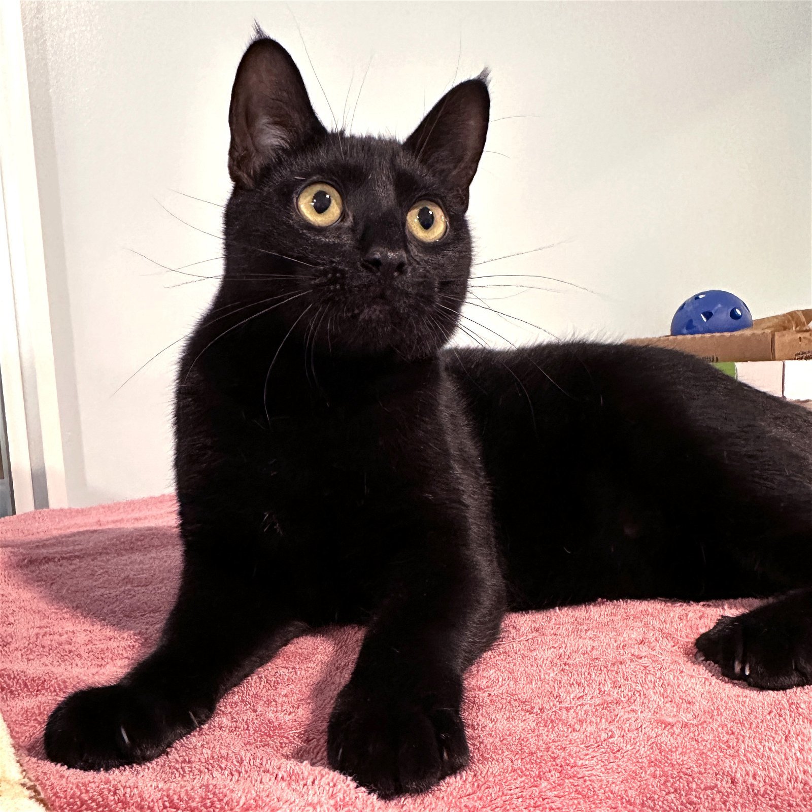 Justice, an adoptable Domestic Short Hair in Springfield, OR, 97475 | Photo Image 2
