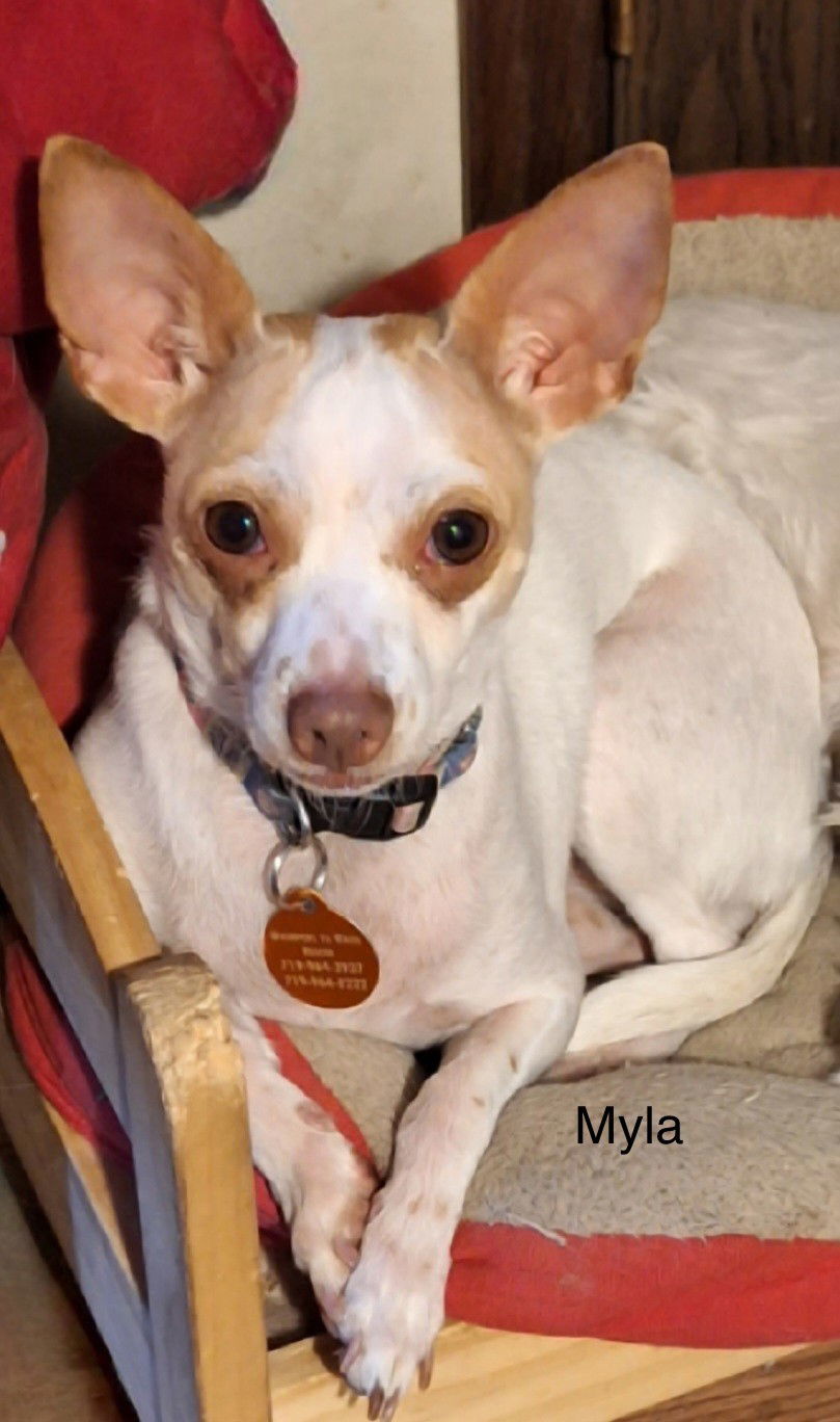 Dog for adoption Myla, a Chihuahua Mix in Colorado Springs, CO